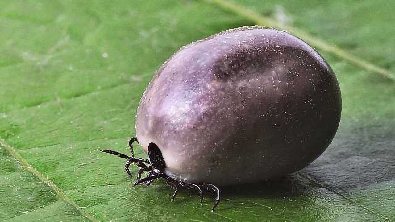 New Test Can Distinguish Lyme Disease From STARI