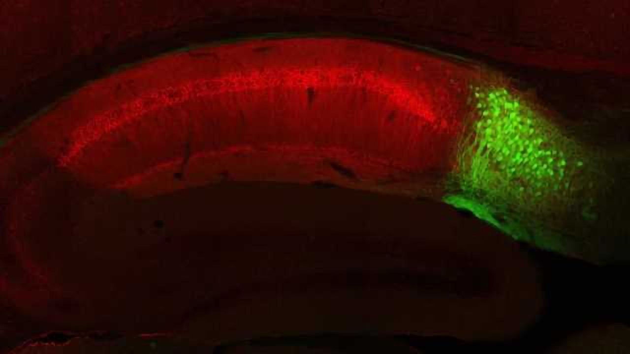 Brain Circuit Dedicated to Retrieving Memories Discovered at MIT