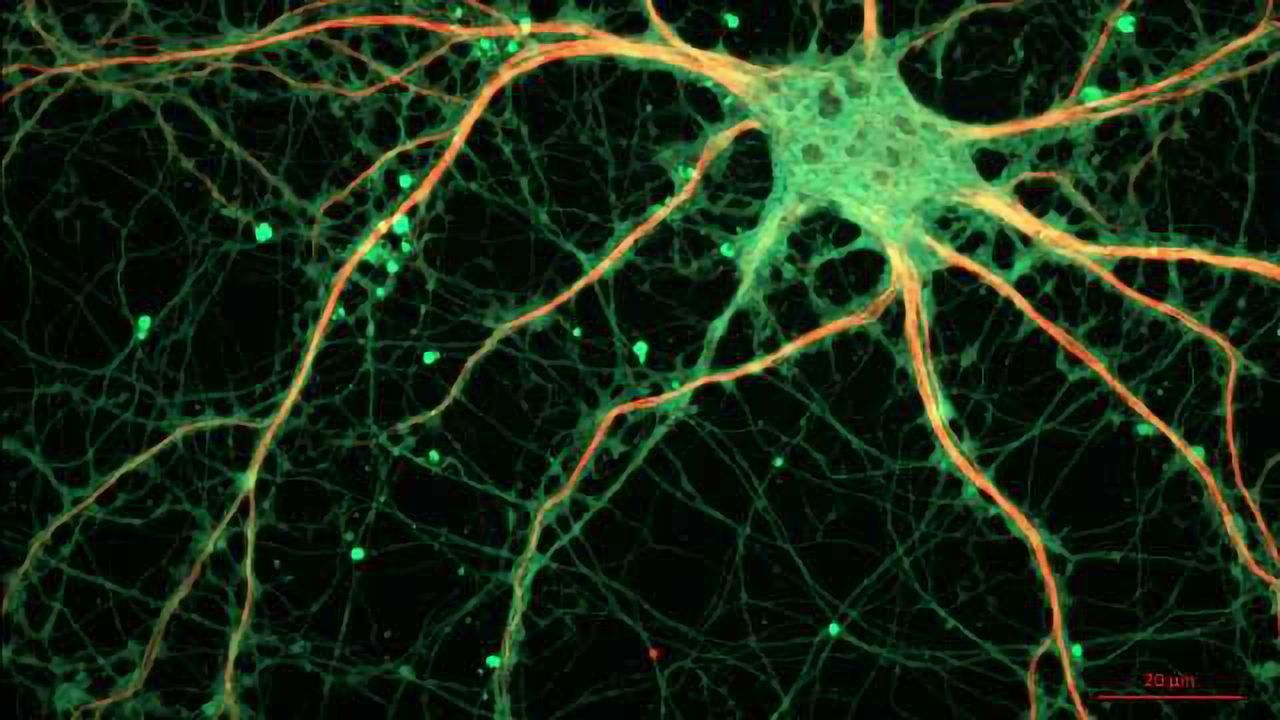 Researchers Make Surprising Discovery About How Neurons Talk to Each Other
