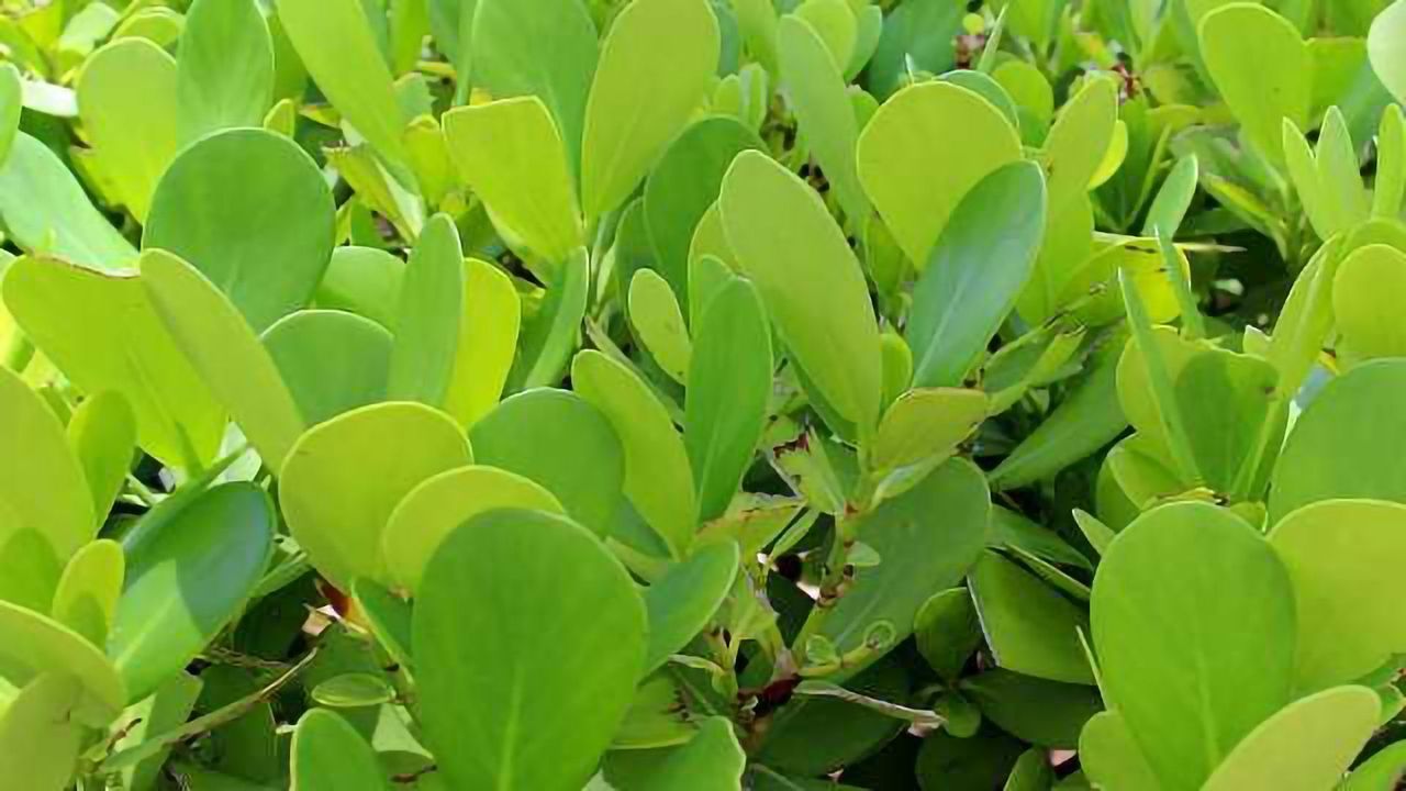 How Plants Turn Off Genes They Don’t Need