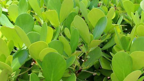 How Plants Turn Off Genes They Don’t Need