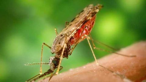 Using Saliva to Diagnose Zika
