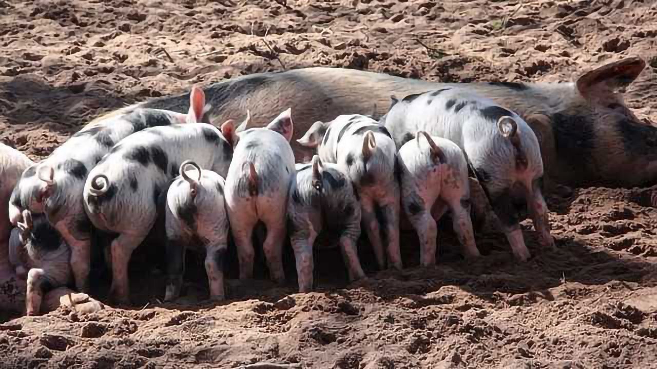 Pre-Clinical Piglets Reveal Gut-Brain Link Via Cortisol