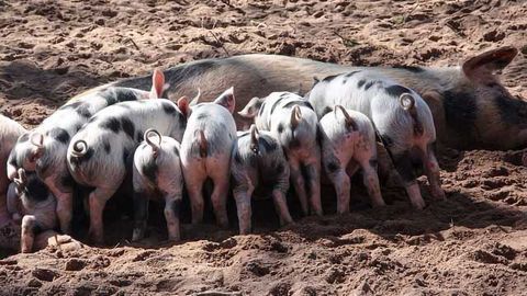 Pre-Clinical Piglets Reveal Gut-Brain Link Via Cortisol