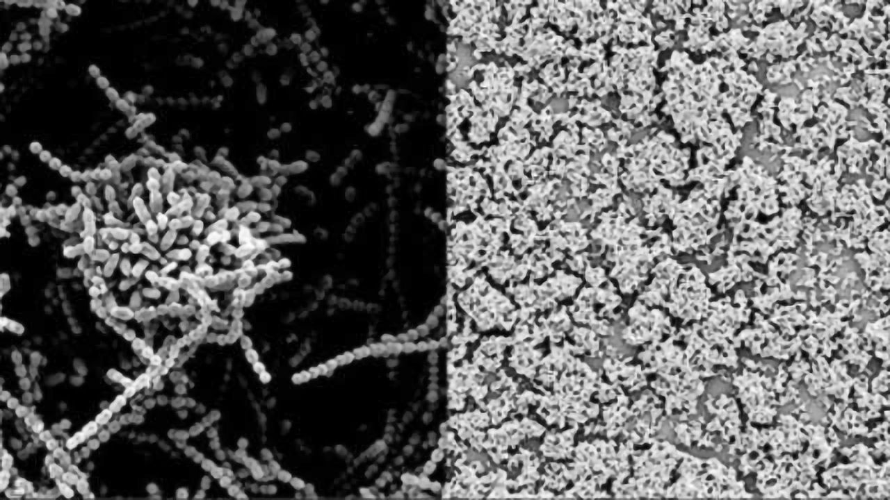 Sugars in Human Mother’s Milk are Non-toxic Antibacterial Agents