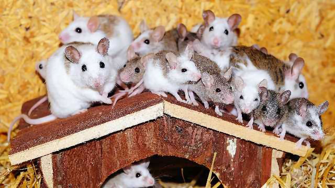 New Technique Overcomes Genetic Cause of Infertility