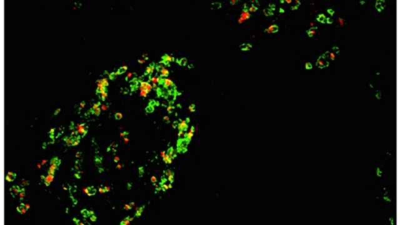 New Tools Detect Granulin Inside Cells for First Time