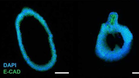 AMSBIO Sponsor Organoid Technology Training Course