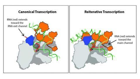 Novel Form of Transcription Captured by X-Ray Crystallography