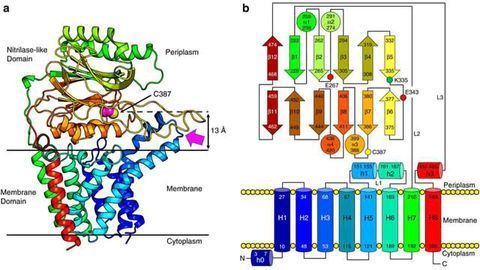 Structural Blueprints of Lnt Enzyme Revealed