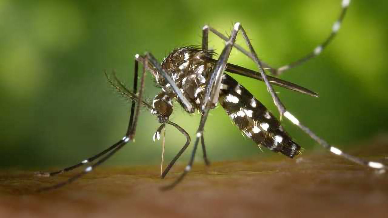 FDA Approves Emergency Use for Multiplex Zika Test