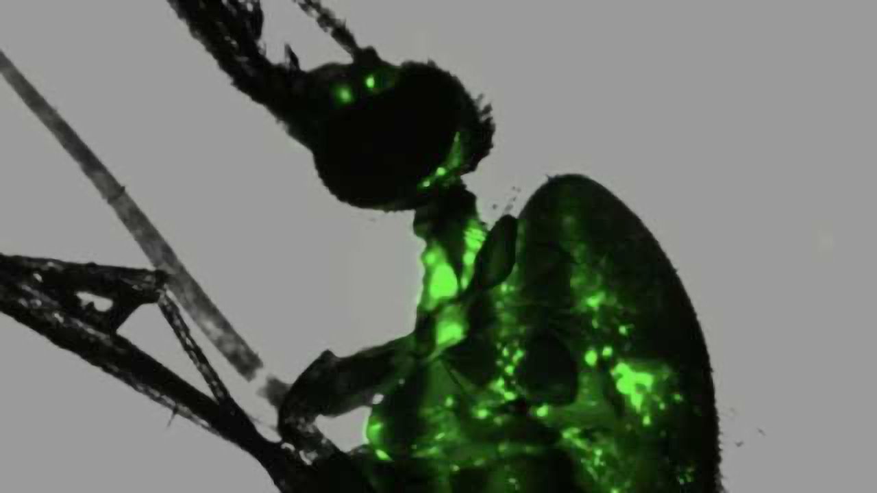 $1.9M Grant Enables Study of Mosquito Virus as a Genetic Lab Tool, Malaria Biocontrol