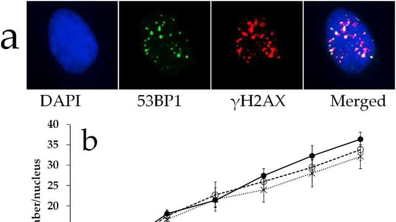 Upon Prolonged Irradiation, Human Stem Cells’ Defenses Are Activated
