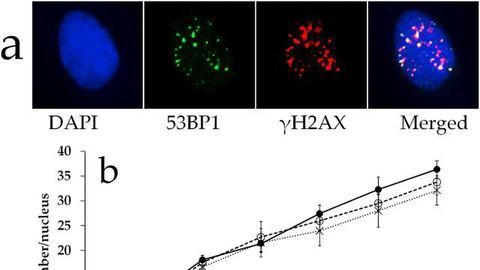 Upon Prolonged Irradiation, Human Stem Cells’ Defenses Are Activated