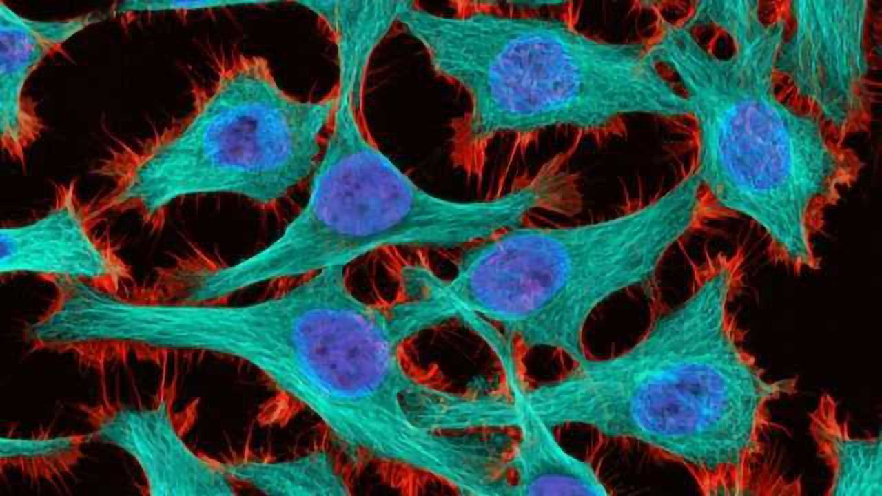 9 Amazing Images from Cancer Research