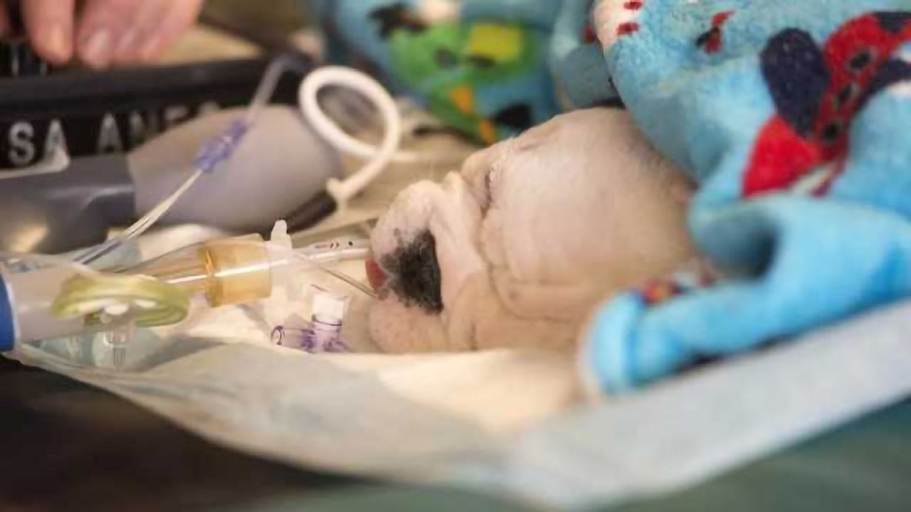 Stem Cell Treatment Helps Puppies With Spina Bifida