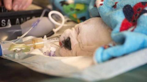 Stem Cell Treatment Helps Puppies With Spina Bifida
