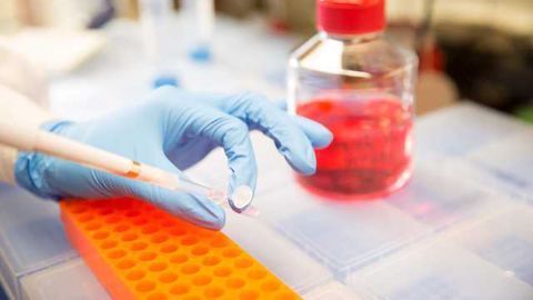 Common Use of Antibiotics in Cells Grown for Research Could Distort Tests
