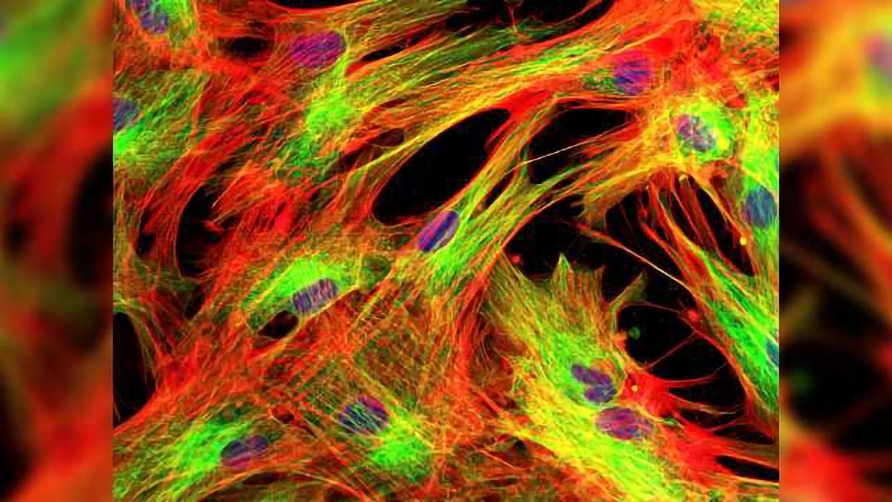 Xeno-free Cell Culture Medium for Regenerative Medicine Research