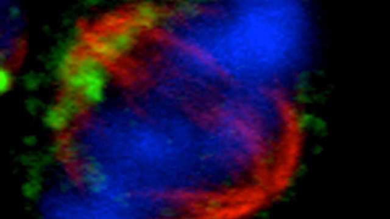 Boosting Immune Cell Memory to Improve Vaccines