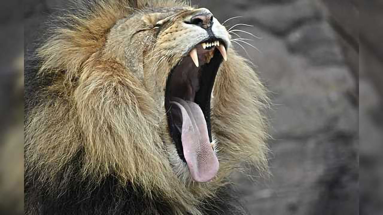 The Neuroscience of Contagious Yawning