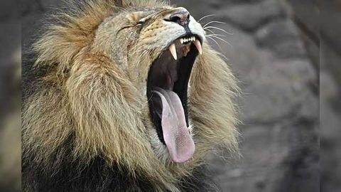 The Neuroscience of Contagious Yawning