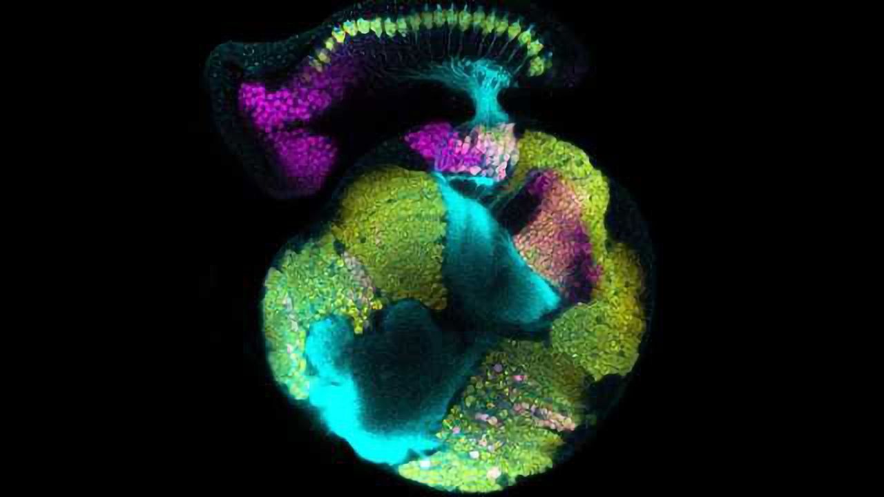 Glia Act as Signalling Intermediary in Brain Development