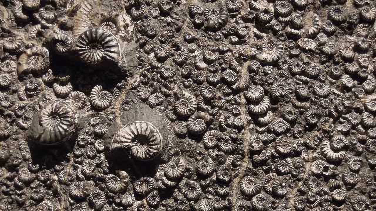 Techniques Used in Forensic Science Help Discover New Molecular Fossils
