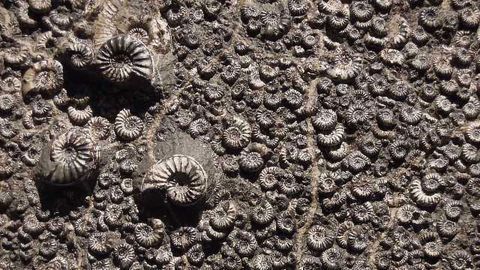 Techniques Used in Forensic Science Help Discover New Molecular Fossils