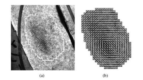 Scientists Automate Key Step in Forensic Fingerprint Analysis