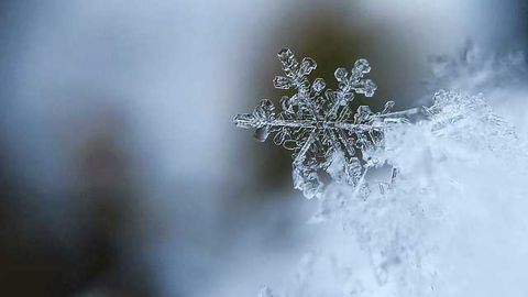 L-carnitine: Potential New Supplement Could Restore Ability to Adapt to the Cold