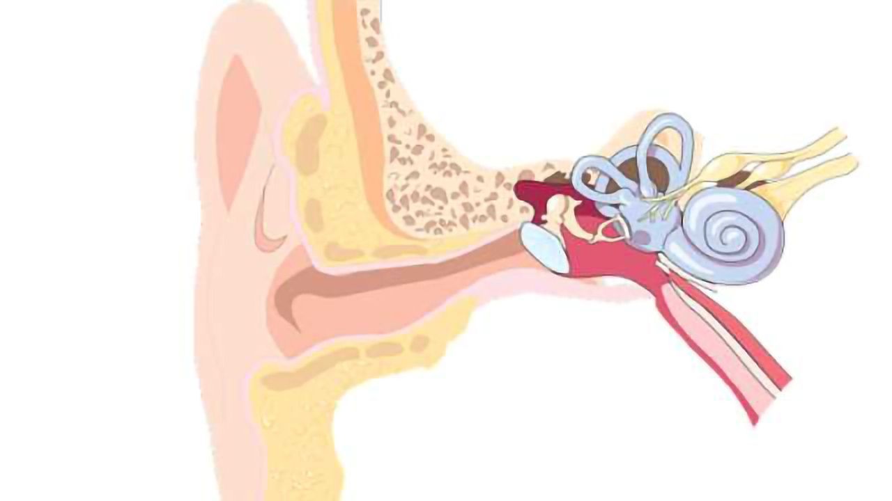 Diflunisal Drug Shown to Block Inner-ear Protein Prestin