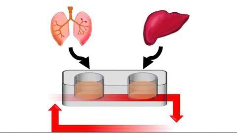 Novel Multi-Organ-on-a-Chip Could Change Approaches to Drug Development