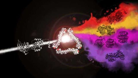 Biologists Discover Protein-to-Protein Carotenoid Exchange Mechanism