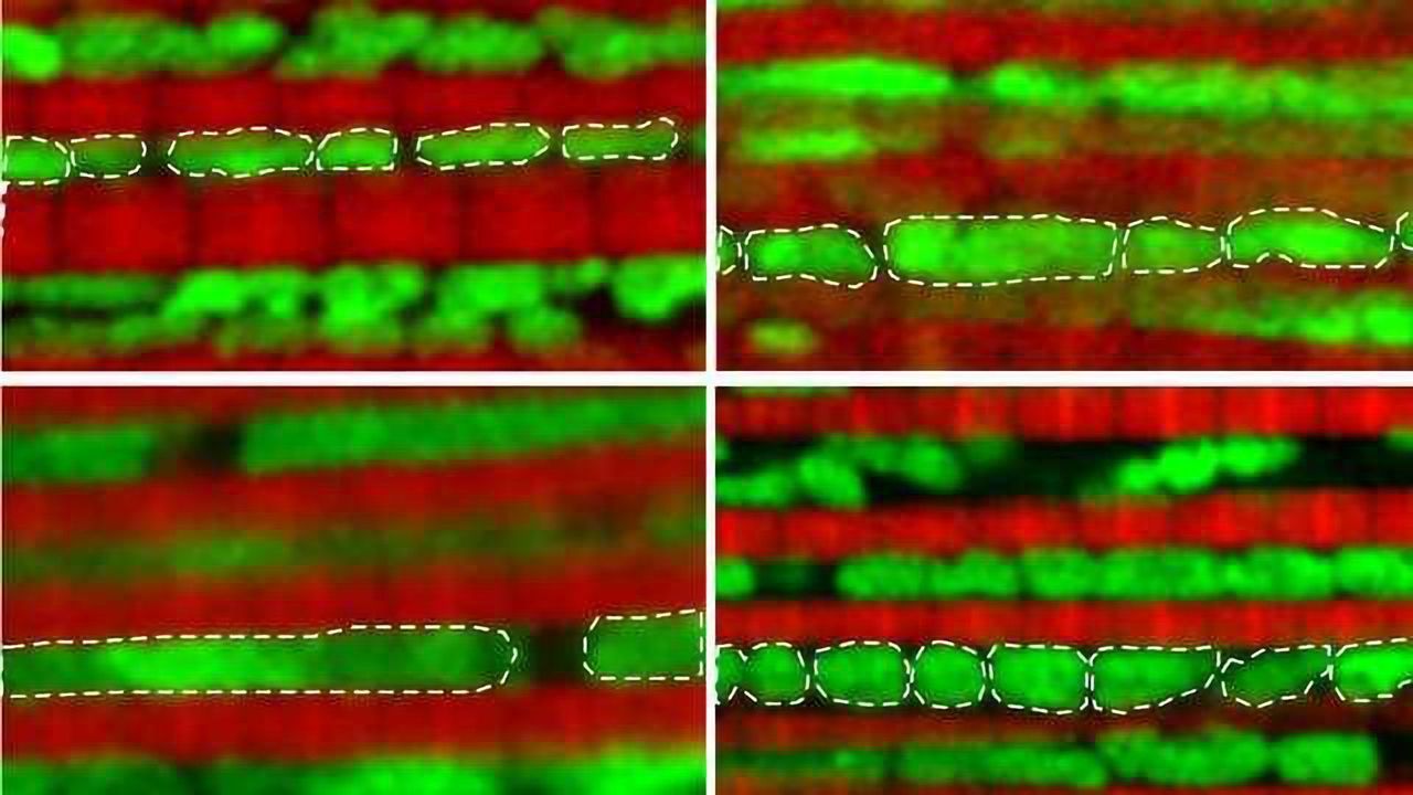 Genetically Editing Mitochondria Extends Fruit Flies Lives