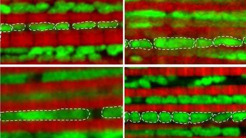 Genetically Editing Mitochondria Extends Fruit Flies Lives