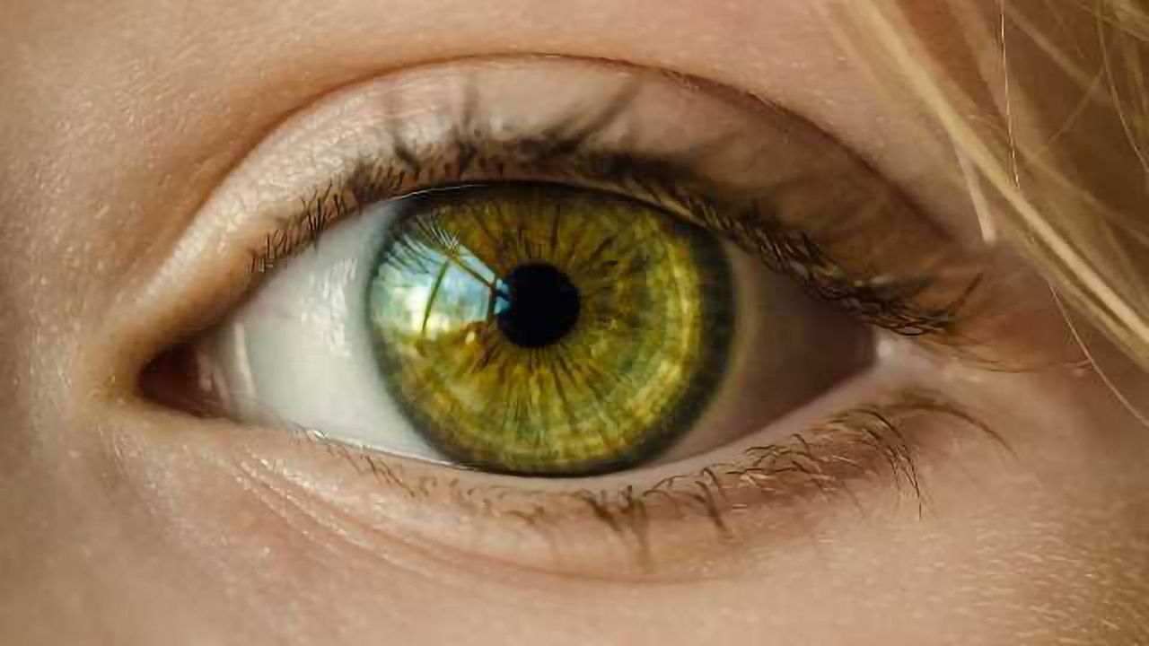 Patient-derived Model of Macular Degeneration Developed