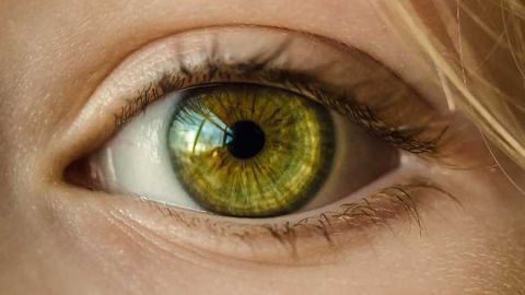 Patient-derived Model of Macular Degeneration Developed