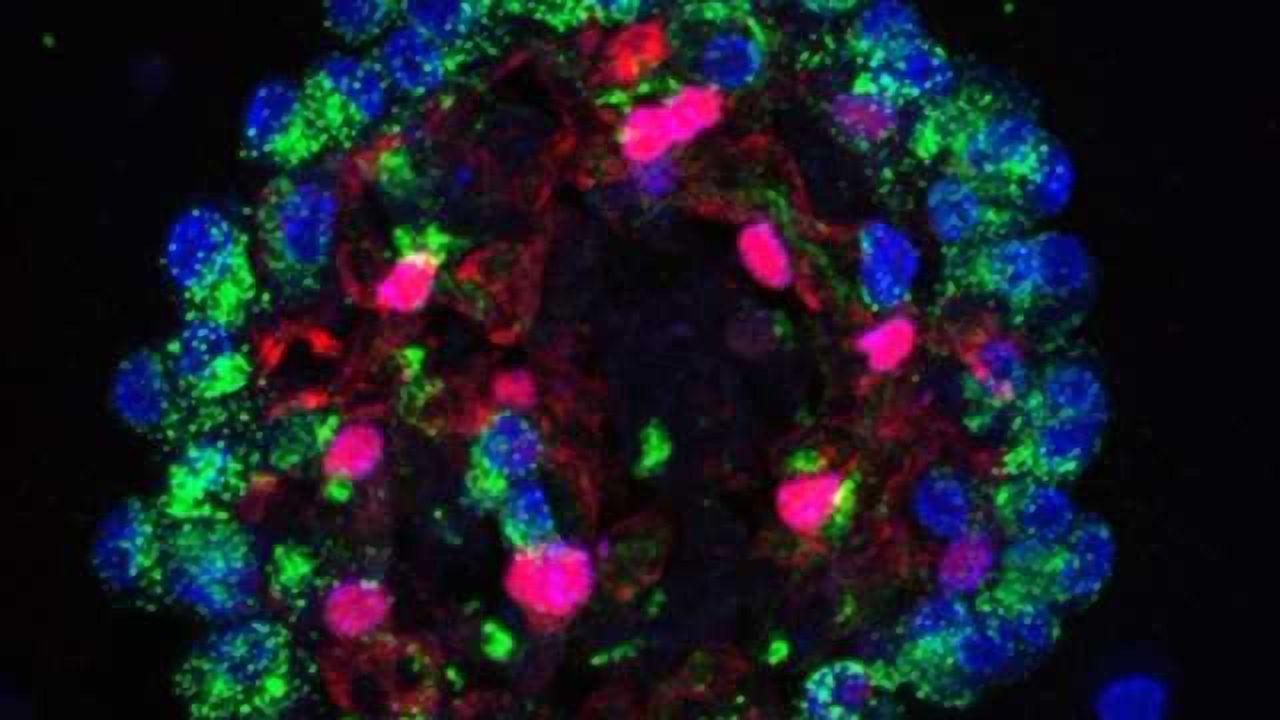 Lung Cell Molecular Pathways Uncovered