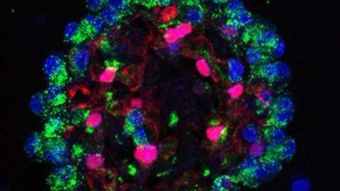Lung Cell Molecular Pathways Uncovered