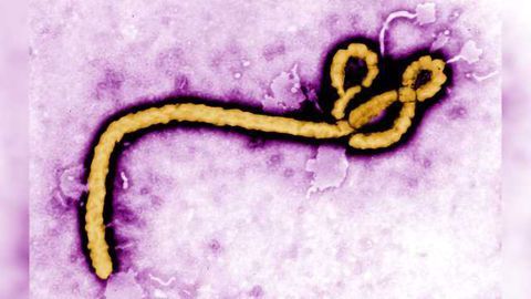 Ebola Vaccination: Study Assessing Immune Response Fuels Strategies for Improved Vaccine Development