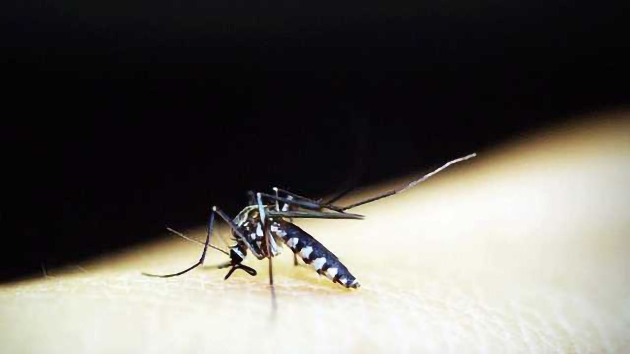 Malaria: Newly Discovered Compounds Offer Potential for Novel Treatment Development