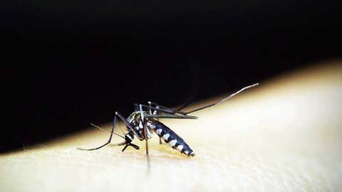Malaria: Newly Discovered Compounds Offer Potential for Novel Treatment Development