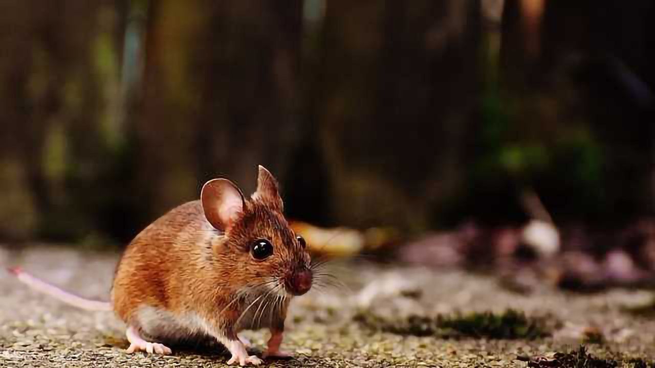 Novel Synaptic Plasticity Mechanism Revealed