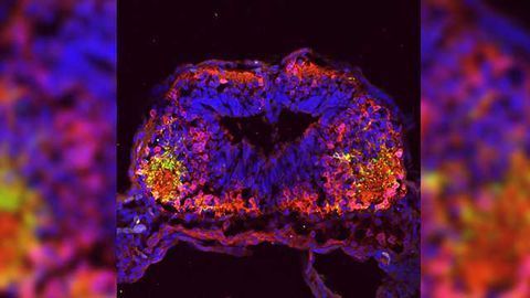 microRNAs Regulate Neurotransmitter Switching and Confer Social Preference