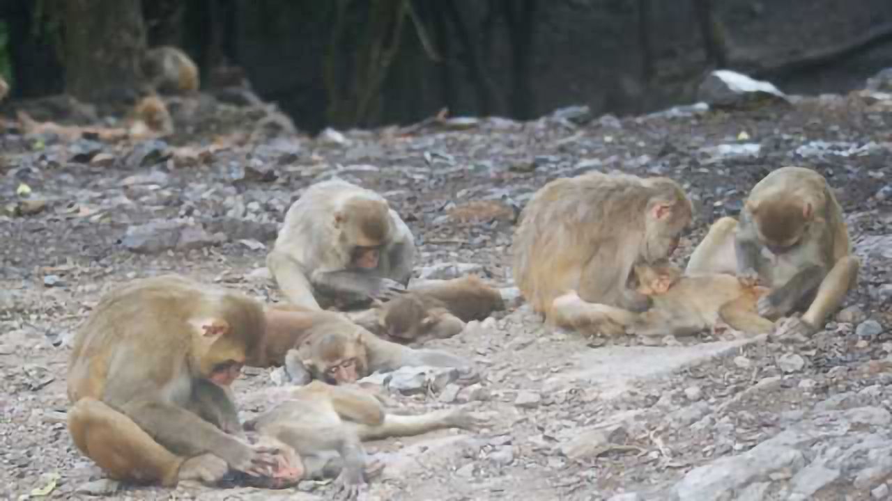 More Than an Itch: Scratching Makes You Less Threatening