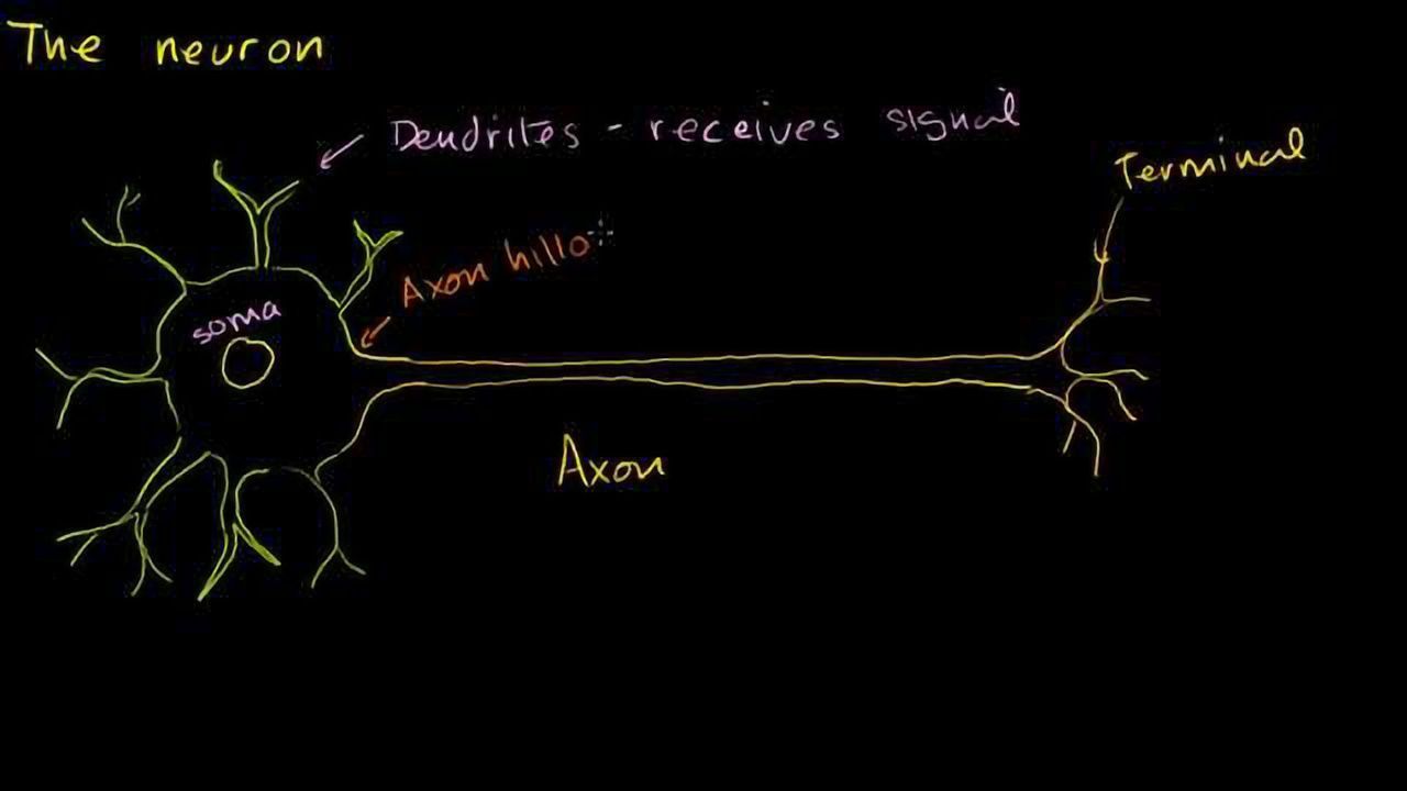 The Anatomy of a Neuron