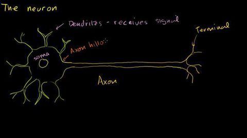 The Anatomy of a Neuron