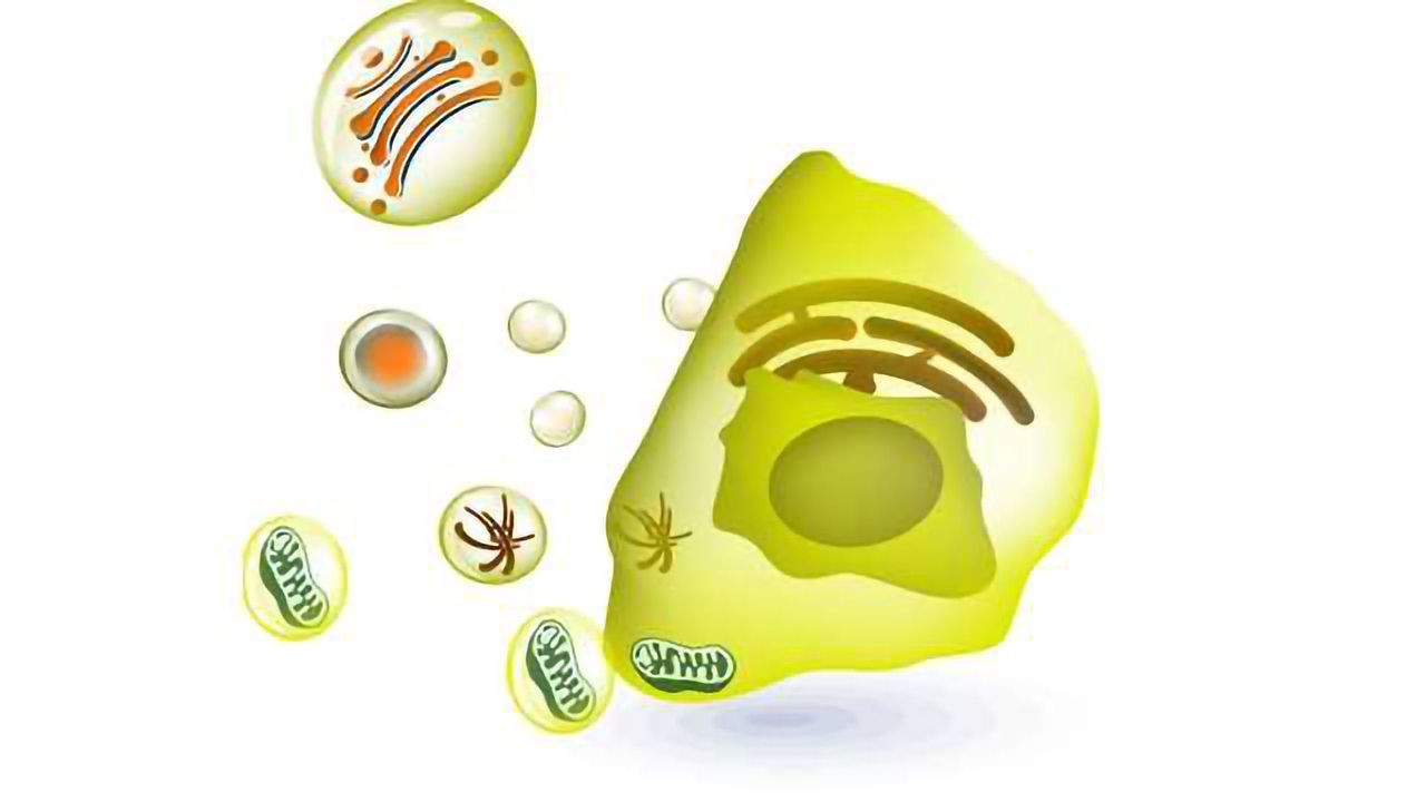 CD47 Protein Products for Cancer & Cardiovascular Research