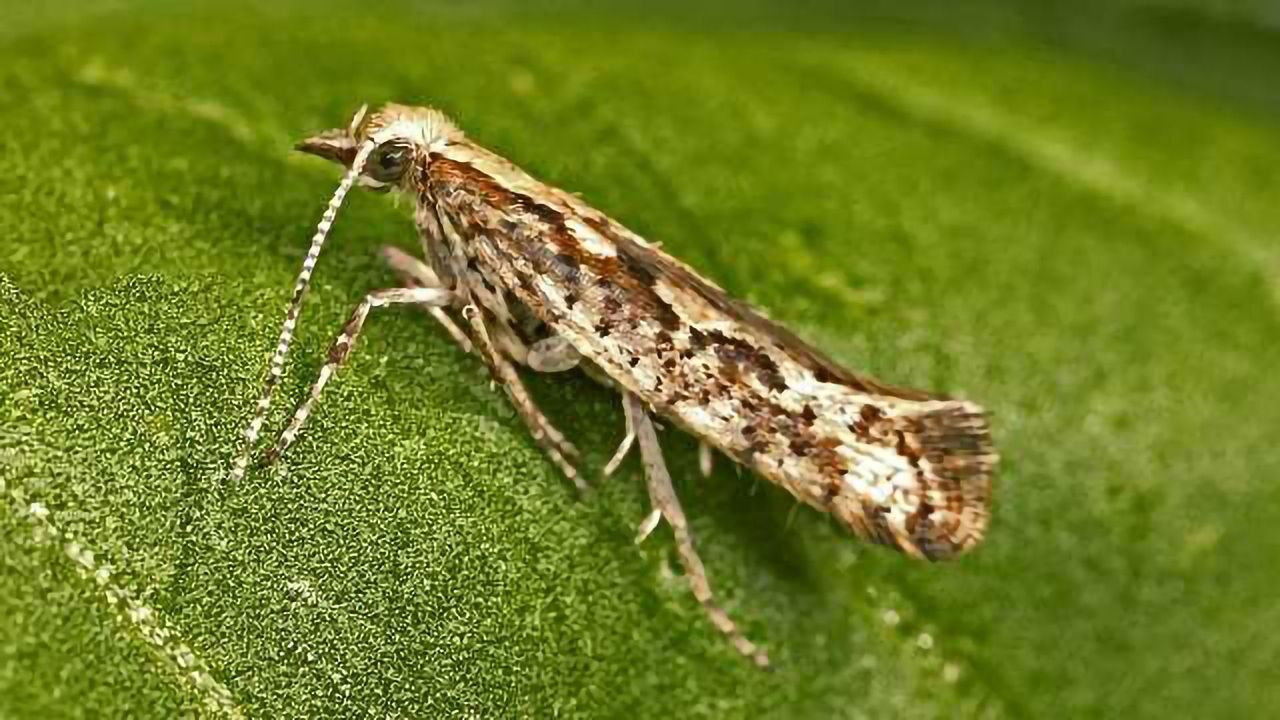 TechAccel Invests in Unique Sprayable RNAi Pesticide Technology